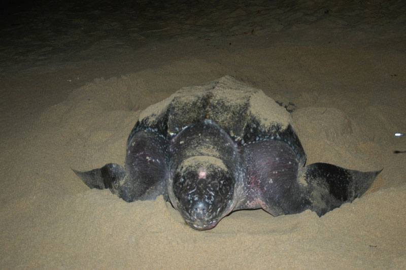 Lederschildkröte